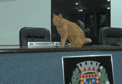Lelo, o gato, vira mascote oficial e “rouba a cena” na Câmara de Votuporanga (SP)