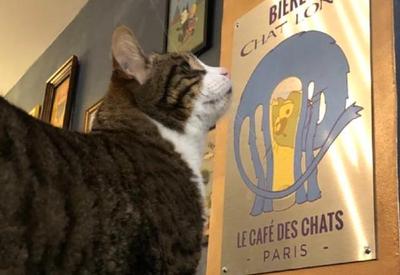 Um tour em Paris para quem ama cães e gatos