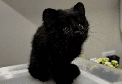 Filhote de gato-do-mato raro é resgatado em Santa Catarina; veja imagens
