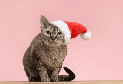 Veja cuidados para manter os pets seguros durante as festas de fim de ano