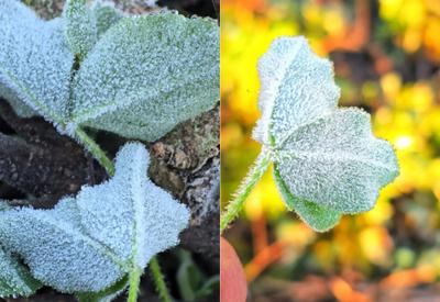 Cidades da Serra Catarinense registram temperaturas abaixo de zero e amanhecem com geada
