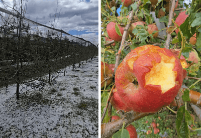 Chuva de granizo destrói plantações em São Joaquim, na serra catarinense