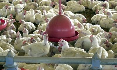 Ministério da Agricultura ofereceu testes de gripe aviária perto do vencimento ao Rio Grande do Sul