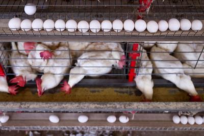 Brasil volta a exportar carne de frango e peru à União Europeia após gripe aviária 