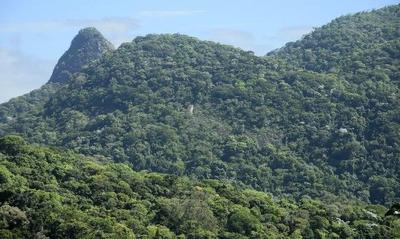 Mais de 200 campos de futebol foram desmatados por dia na Mata Atlântica de 2022 para 2023