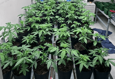 Polícia prende nove pessoas e fecha laboratório de maconha em Santa Isabel, na Grande São Paulo