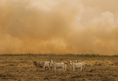 PF mira grupo por incêndios criminosos para criação de gado no Pantanal; prejuízo chega a R$ 220 milhões