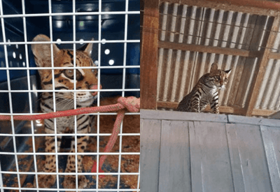 'Jaguatirica tiktoker' é resgatada pelo Ibama de cativeiro no Pará