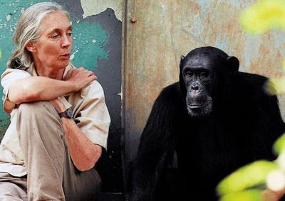 Jane Goodall, maior primatologista de todos os tempos, morre aos 91 anos