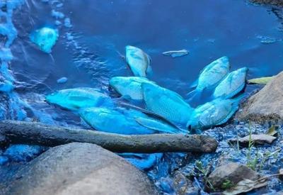 MP investiga vazamento de corante que matou peixes e coloriu lago no interior de SP