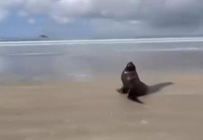 Leão-marinho é visto em praia do litoral de São Paulo