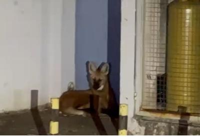 Lobo-guará é resgatado após ser visto nas ruas de Foz do Iguaçu (PR)