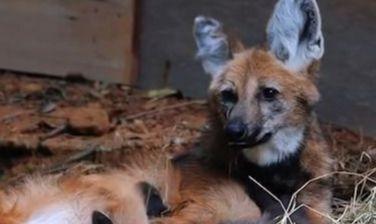 Zoológico de São Paulo apresenta filhotes de lobo-guará