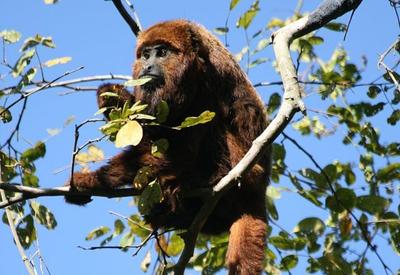 Febre amarela: 4 macacos morrem em Ribeirão Preto infectados pela doença 