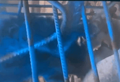 Homem pinta macaco de azul para "dar lição" e evitar roubo de comida em MG
