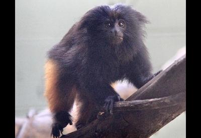 Zoo de SP abre votação para nome de filhote de mico-leão-preto