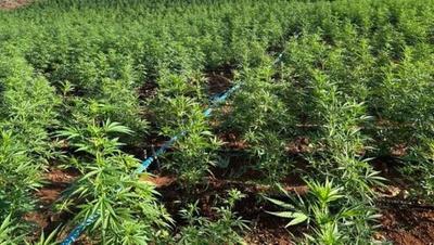 Polícia destrói plantação com 200 mil pés de maconha no interior da Bahia