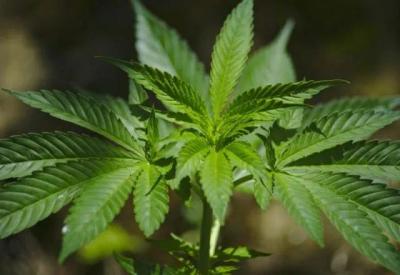 STJ autoriza importação de sementes e cultivo de cannabis para fins medicinais no país 
