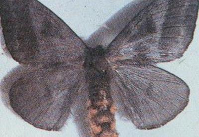 Surto de lesões acompanhadas de coceira em PE foi causado por mariposas