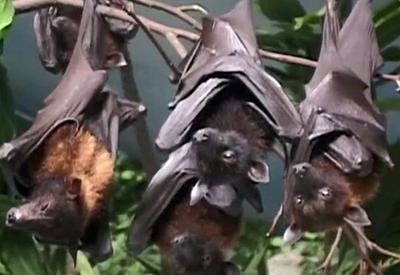 Morcego com vírus da raiva é encontrado na zona oeste de SP