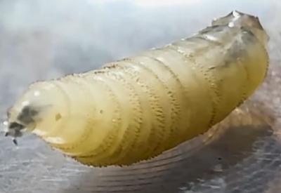 Parasita carnívoro é detectado pela primeira vez em humano nos EUA