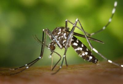 Vacinação contra a dengue não será em massa em 2025