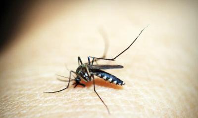 Mosquito da dengue ou pernilongo? Saiba como diferenciar insetos