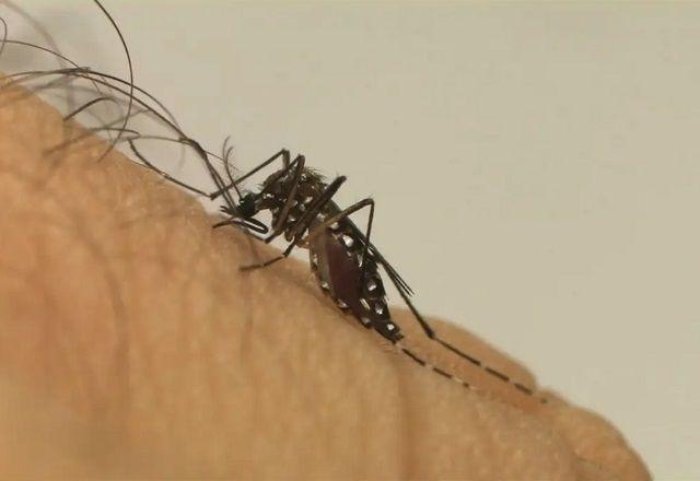 Mortes por dengue no Brasil