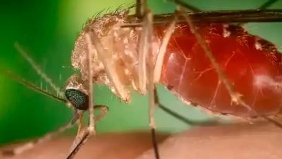 O que é doença de Oropouche, com quase 3 mil casos no Brasil em 2025? Entenda