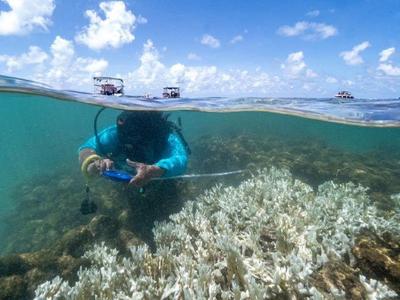 Brasil adota cultura oceânica no currículo escolar