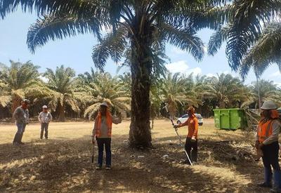 Brasil produz 600 mil toneladas de óleo de palma, usado na indústria de alimentos e para fazer sabonete