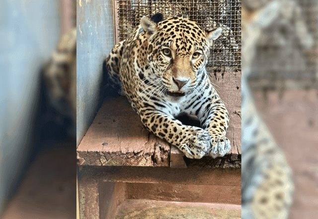 Onça-pintada chega de avião a zoológico em plano de conservação da espécie