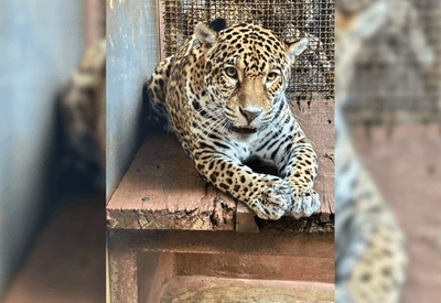Onça-pintada chega de avião em zoológico em plano de conservação da espécie