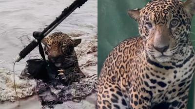 Onça resgatada no Rio Negro se recupera e voltará à natureza após reabilitação