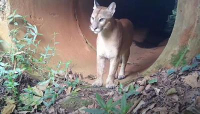 Câmeras flagram fêmeas e filhote de onça-parda em mata de Campinas
