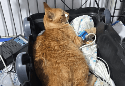 Polícia investiga a morte de 10 gatos por envenenamento em ONG de BH