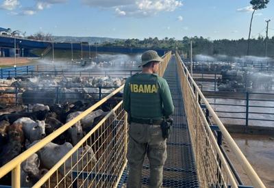 Ibama apreende mais de 7 mil cabeças de gado em áreas de desmatamento ilegal na Amazônia