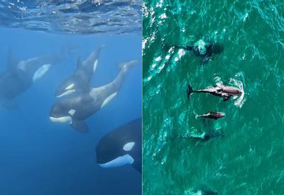 Orcas são avistadas no litoral de São Paulo; veja vídeos