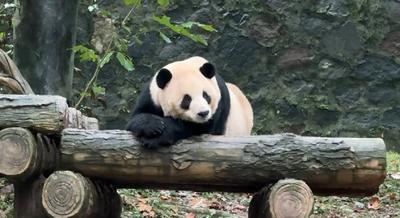  China e Brasil estão em negociações para o envio de um casal de pandas gigantes ao Brasil