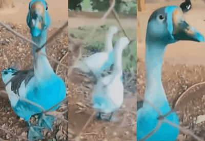 Patos ficam azuis após carreta derramar corante em córrego no interior de SP; veja
