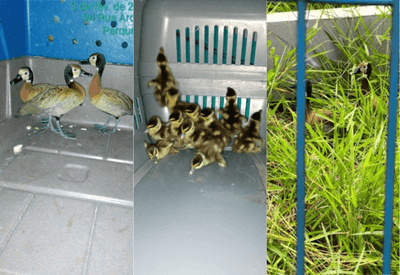 Treze patos são resgatados em estação de trem de São Paulo