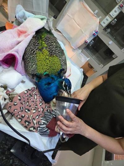 Pavão é atacado por cães em condomínio de luxo no DF