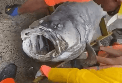 Peixe de 100 quilos é encontrado morto na Praia da Boa Viagem, em Niterói