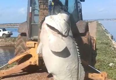 Vídeo: Peixe de 200 kg é encontrado no interior do Rio Grande do Norte