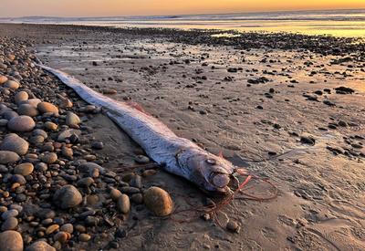 Peixe-remo, que "prevê" desastres naturais, aparece pela segunda vez na Califórnia