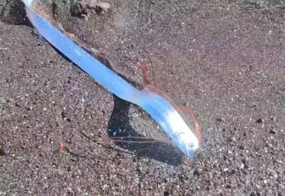 Peixe-remo, que "prevê" desastres naturais, aparece vivo em praia do México