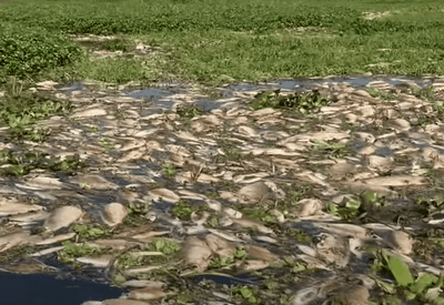Laudo vai apontar culpado pela morte de peixes no Rio Piracicaba, no interior de SP