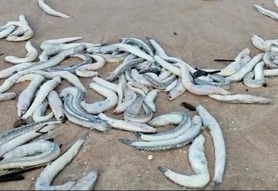 Milhares de peixes são encontrados mortos em pelo menos 5 praias do Pará