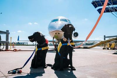Suporte veterinário e comunicação com tutores estão entre novas regras para transporte de animais em aviões 