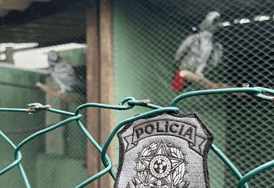Polícia aplica multas de quase R$190 mil em operação contra tráfico de animais